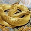 Arany Kígyó képe