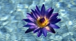 Lotusvirág képe